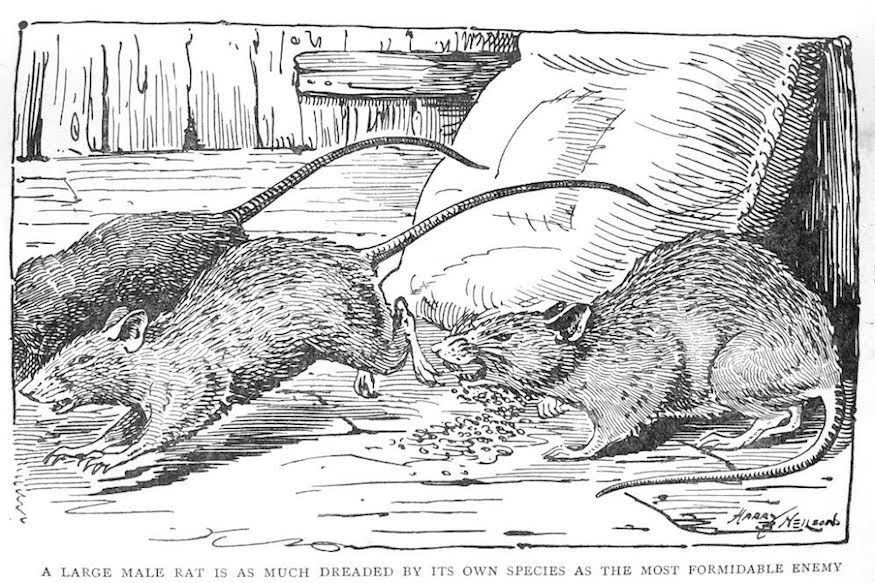 Rattus Norvegicus – A LONDON MISCELLANY