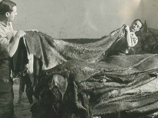 The smell of Brown Leather……..